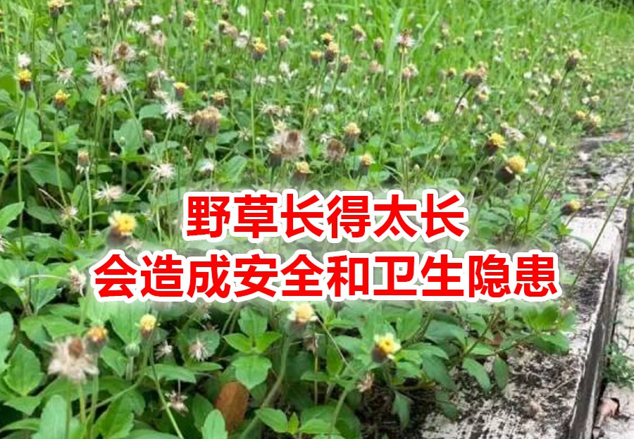新加坡一直除草,光秃秃有更美?