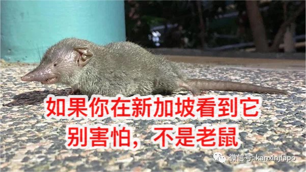过街老鼠,人人喊打!但新加坡组屋区夜晚窜出的其实是……