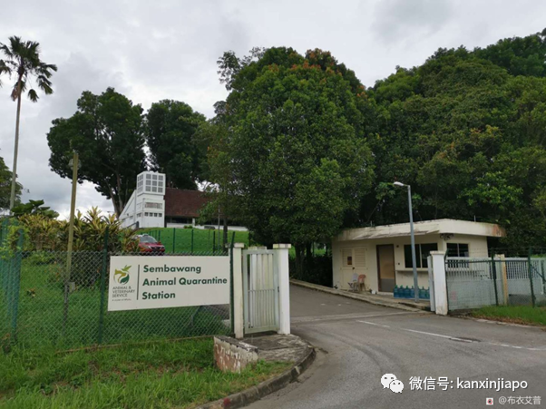 【攻略】人坐客艙、貓坐貨艙,同架班機從中國入境新加坡