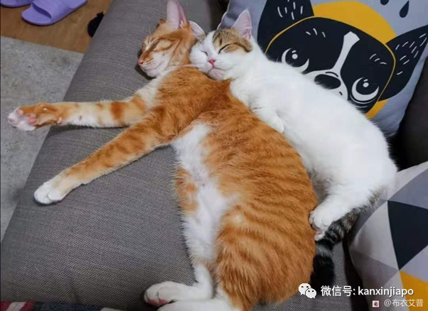 【攻略】人坐客艙、貓坐貨艙,同架班機從中國入境新加坡