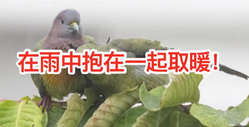 坡岛鸟儿花式秀恩爱,一起干了这碗狗粮