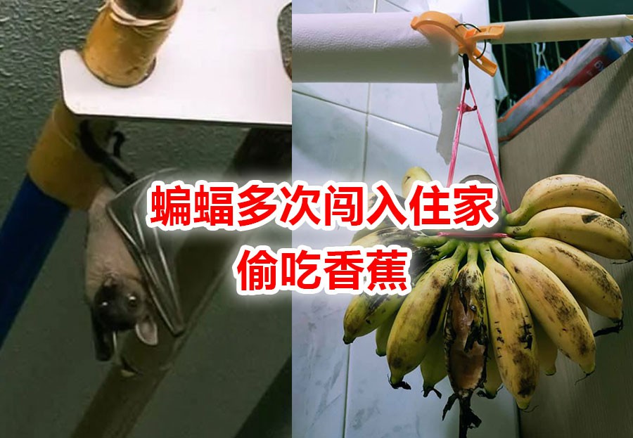 蝙蝠不断入侵住家,这次还带来伴侣!