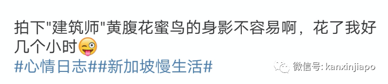 新加坡常住鸟数不胜数，但你有见过黄腹花蜜鸟吗？