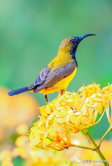新加坡常住鳥數不勝數,但你有見過黃腹花蜜鳥嗎?