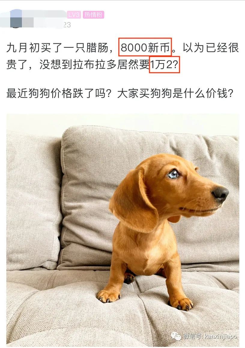 新加坡狗价半年狂飙600%，1万2新币一只的泰迪你能信？