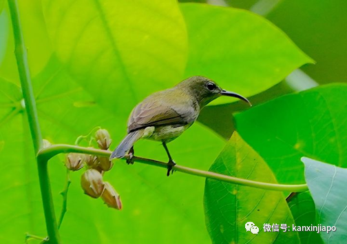 新加坡常住鳥數不勝數,但你有見過黃腹花蜜鳥嗎?