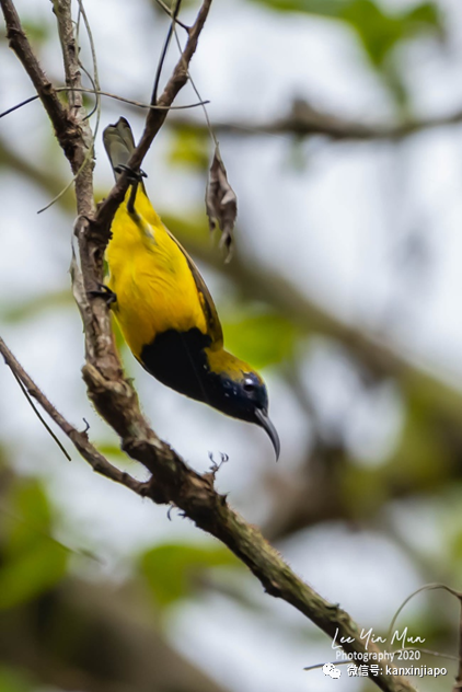 新加坡常住鳥數不勝數,但你有見過黃腹花蜜鳥嗎?