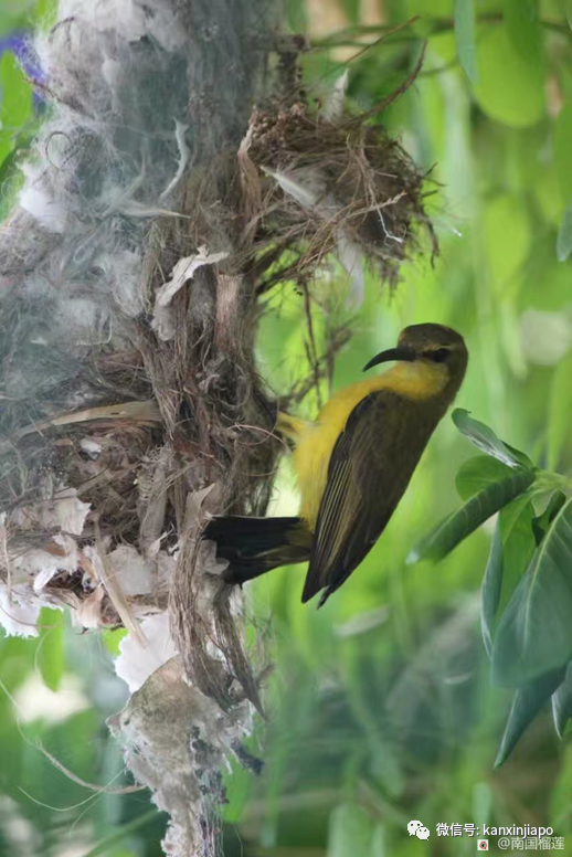 新加坡常住鳥數不勝數,但你有見過黃腹花蜜鳥嗎?