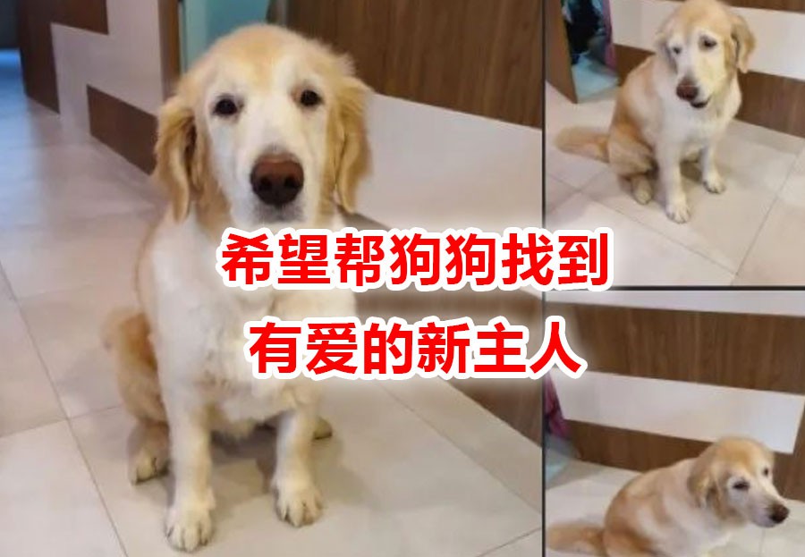 金毛被举报组屋主人无奈弃养,还有哪些狗狗组屋不能养?