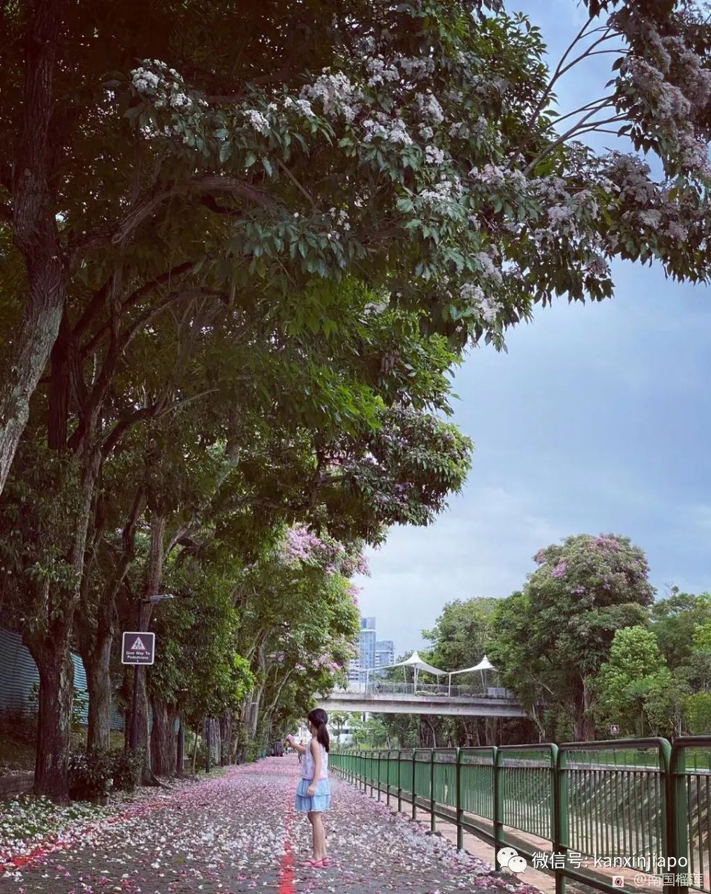 新加坡花季到，“樱花”颜值仙气爆表！