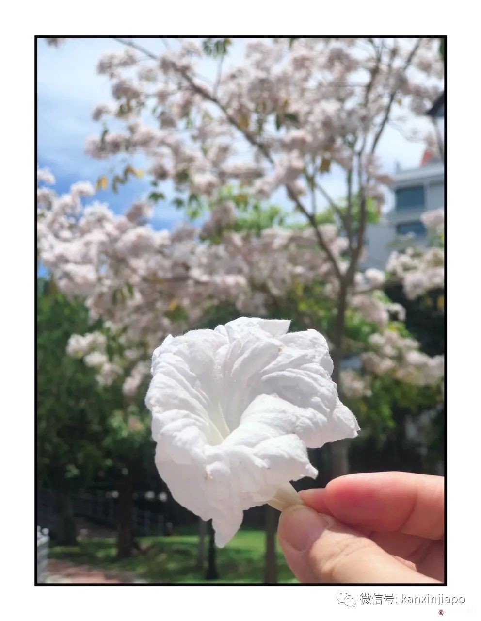 新加坡花季到，“樱花”颜值仙气爆表！