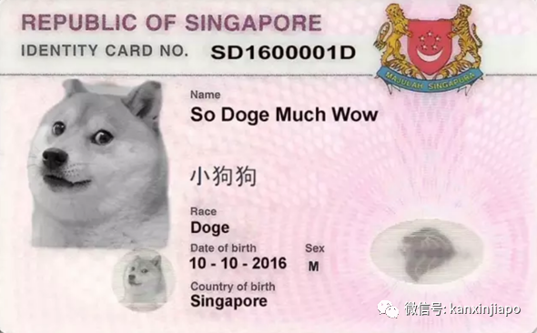 遭HDB人員登門盤查被告知，新加坡組屋不能養貓！這些“毛小孩”也不能出現
