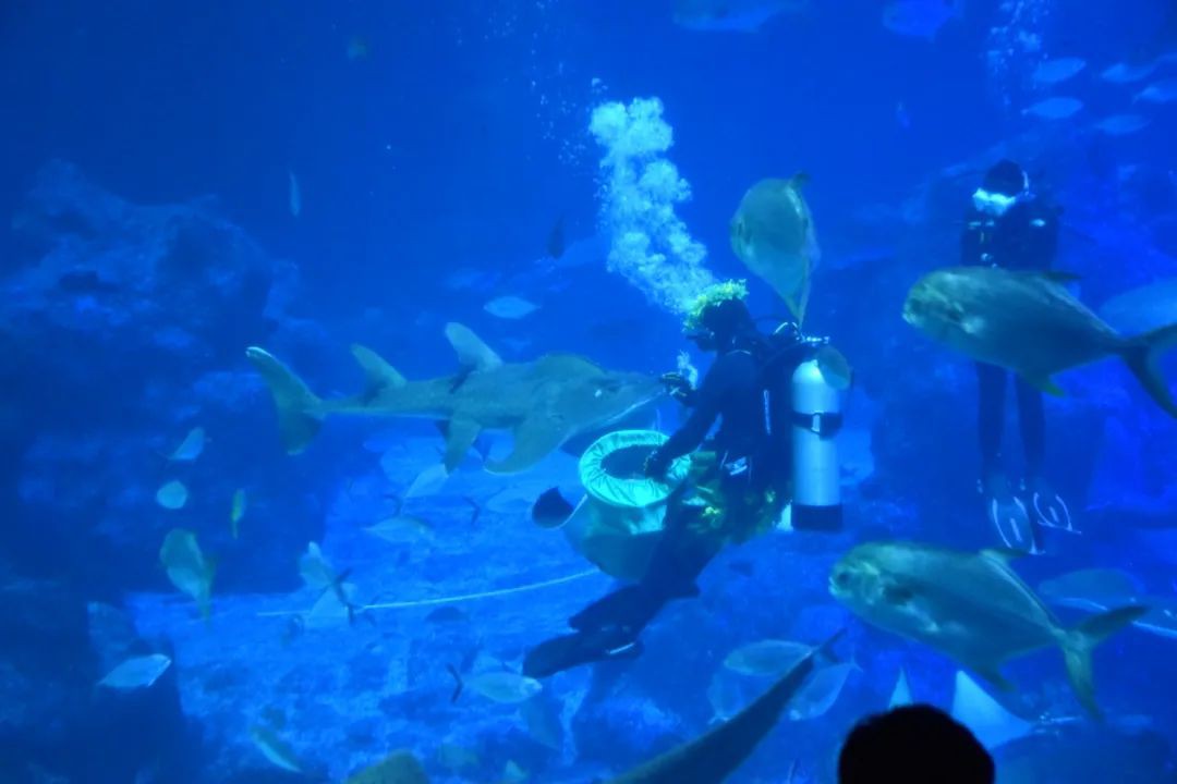 厲害了!他們居然將半個夏威夷搬來了新加坡!