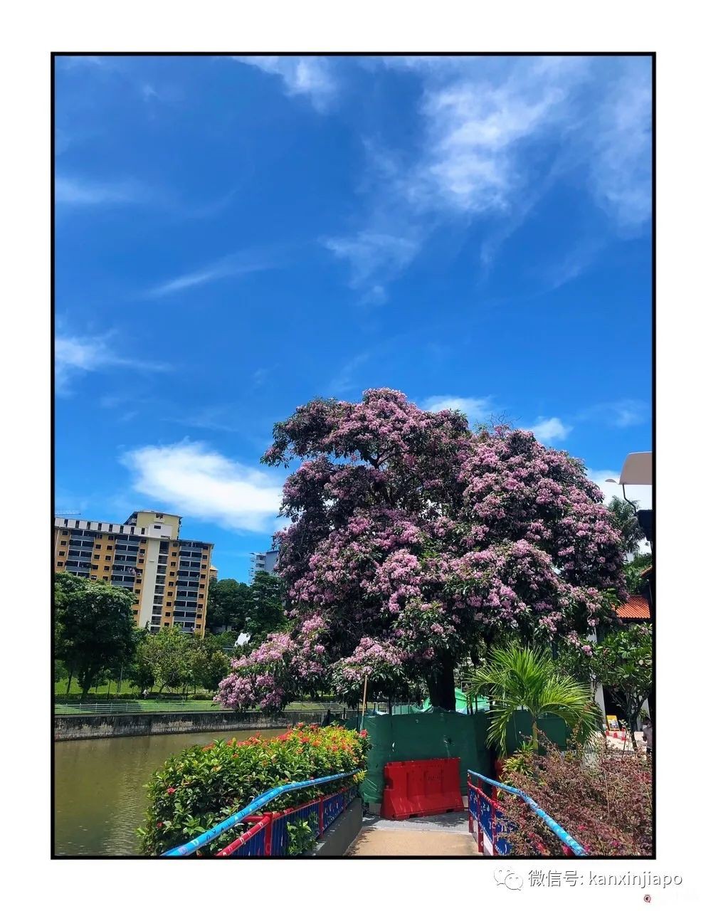 新加坡花季到，“櫻花”顔值仙氣爆表！