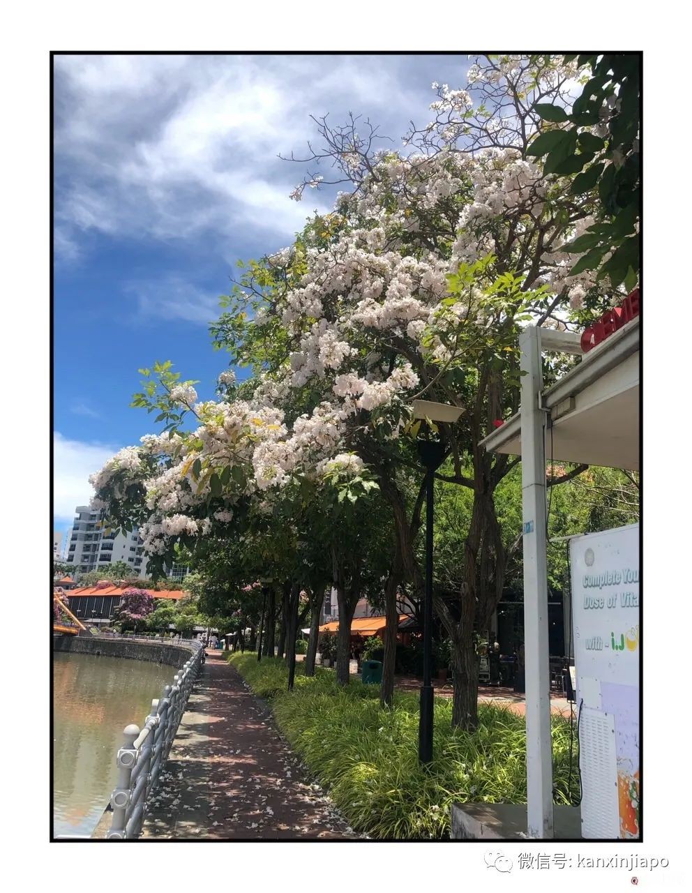 新加坡花季到，“櫻花”顔值仙氣爆表！