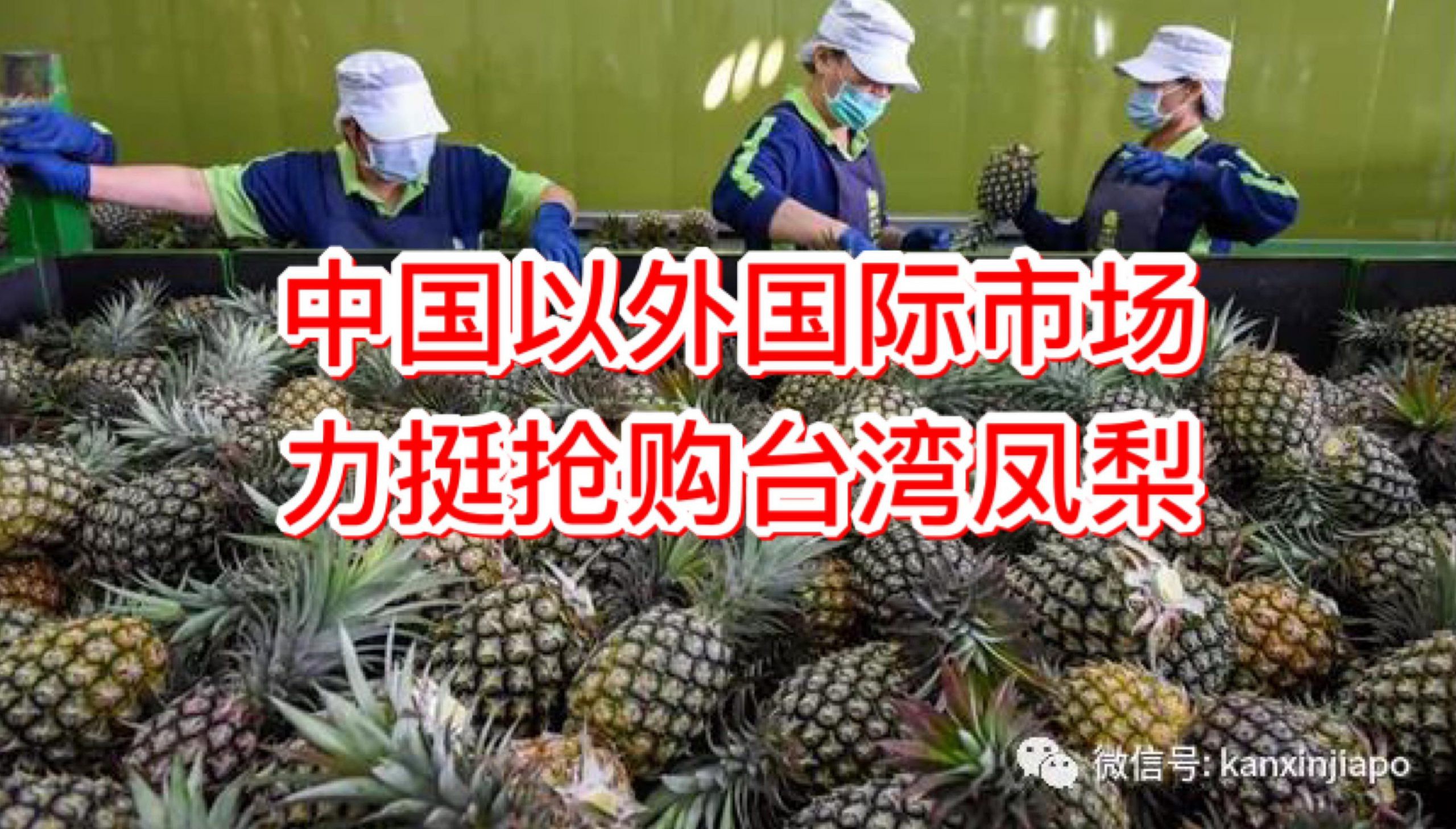 46000吨台湾凤梨被中国大陆拒之门外!其中25吨下周运抵新加坡