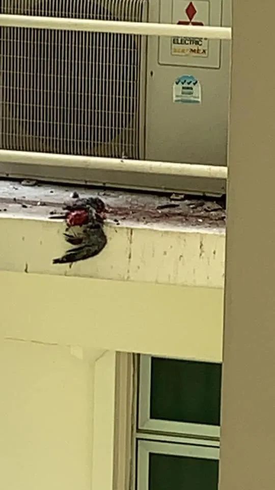 血肉模糊!鴿子大戰烏鴉喪命,“丈夫”向前報仇