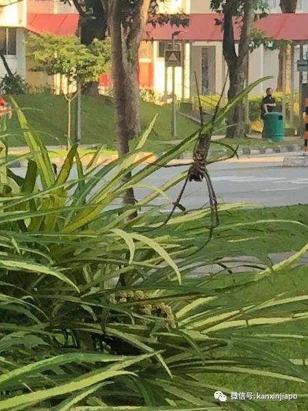 比手掌还大！新加坡邻里惊现巨型蜘蛛