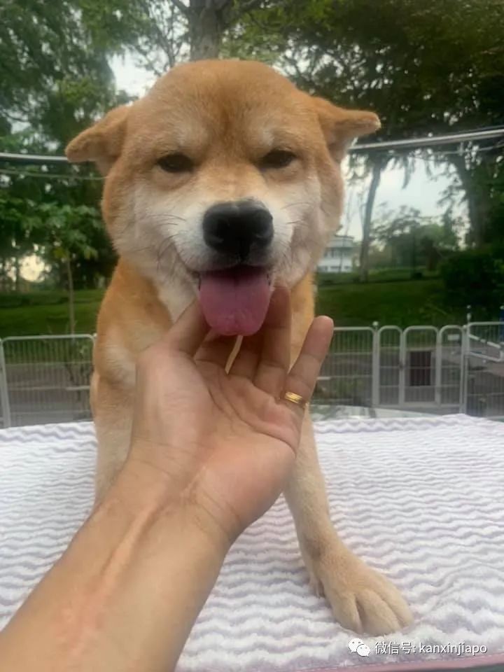 新加坡8只柴犬等待愛心主人前來領養,注意資格