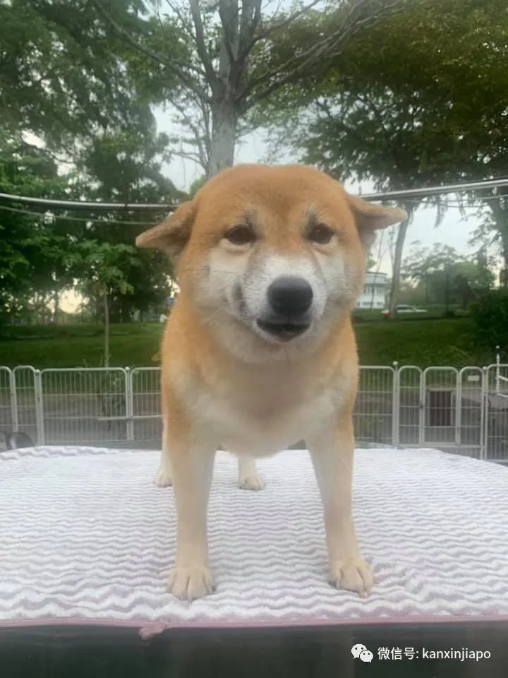 新加坡8只柴犬等待愛心主人前來領養,注意資格