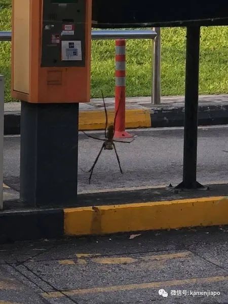 比手掌還大!新加坡鄰裏驚現巨型蜘蛛