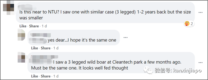 心酸!野豬失去左前蹢,在新加坡南大一瘸一拐過馬路