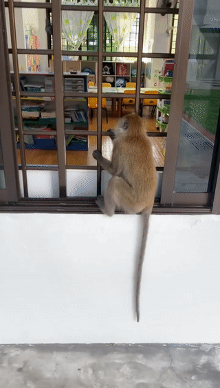 猴子“轉頭咧嘴對我微笑”,它想當新加坡幼兒園學生?