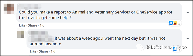 心酸!野豬失去左前蹢,在新加坡南大一瘸一拐過馬路