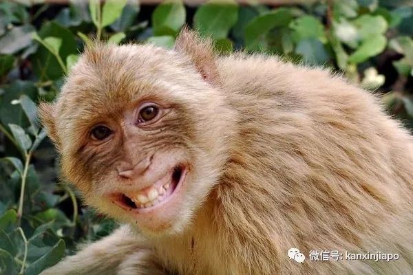 猴子“转头咧嘴对我微笑”，它想当新加坡幼儿园学生？