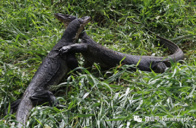 新加坡公園出現兩條巨蜥激烈搏鬥！只爲了吞噬死去的同類…