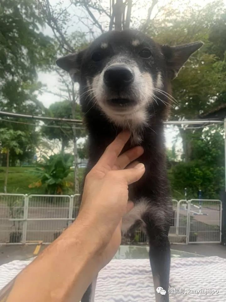 新加坡8只柴犬等待愛心主人前來領養,注意資格