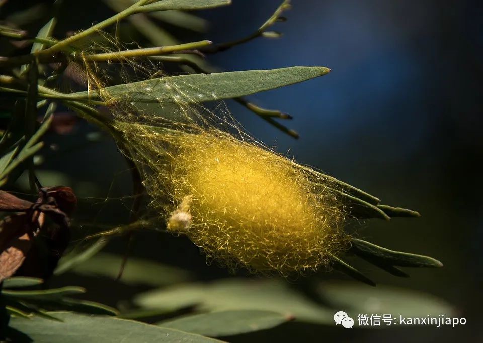 比手掌還大!新加坡鄰裏驚現巨型蜘蛛