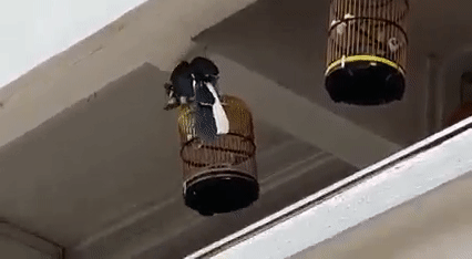 籠內的寵物小鳥遭犀鳥襲擊!被一口吃掉