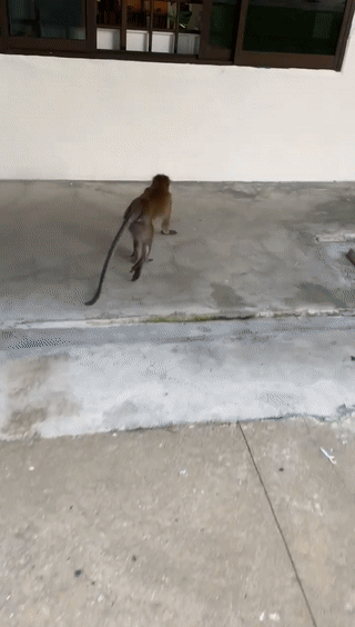 猴子“轉頭咧嘴對我微笑”,它想當新加坡幼兒園學生?