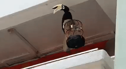 籠內的寵物小鳥遭犀鳥襲擊!被一口吃掉