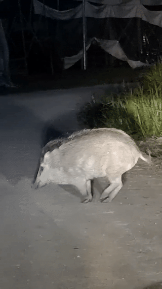 心酸!野豬失去左前蹢,在新加坡南大一瘸一拐過馬路