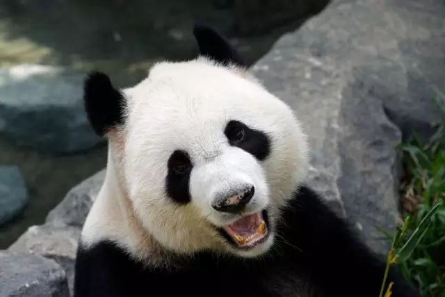 新加坡两只大熊猫九年第七次繁殖！会否成功，就看今晚……