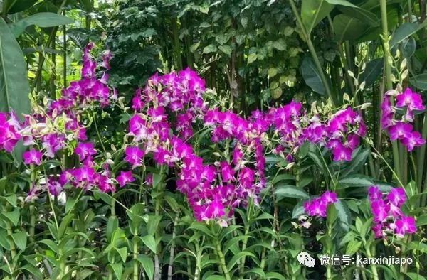 冰淇淋乐园、刺激过山车，新加坡4新景点年底开幕