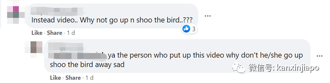 籠內的寵物小鳥遭犀鳥襲擊!被一口吃掉