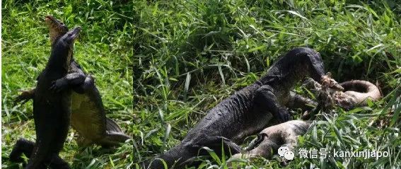 新加坡公园出现两条巨蜥激烈搏斗！只为了吞噬死去的同类…