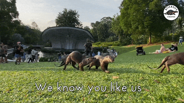 14只水獺在新加坡植物園被小孩們“追殺”,父母竟也加入戰局