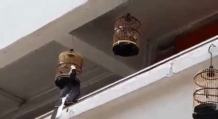 籠內的寵物小鳥遭犀鳥襲擊!被一口吃掉