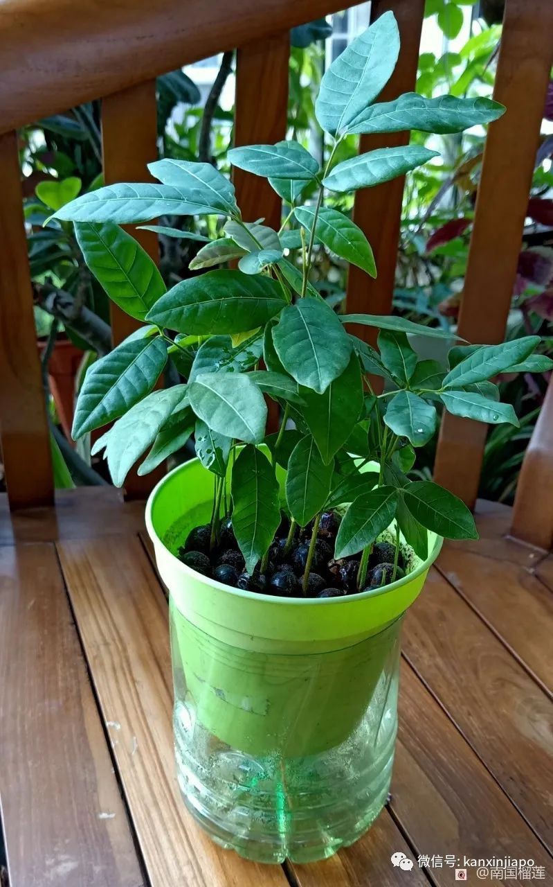新加坡种植记：吃剩的龙眼核这样处理有惊喜！