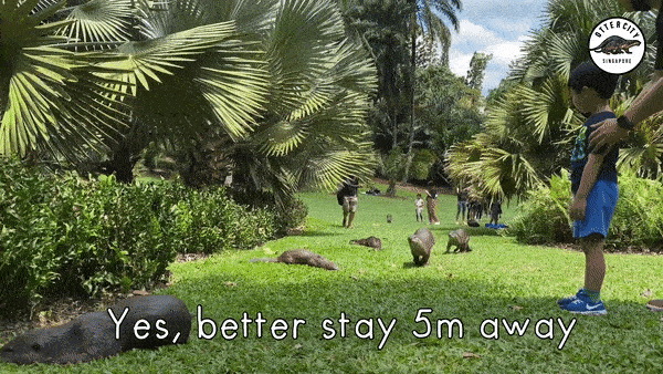 14只水獺在新加坡植物園被小孩們“追殺”,父母竟也加入戰局