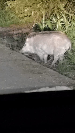 心酸!野豬失去左前蹢,在新加坡南大一瘸一拐過馬路