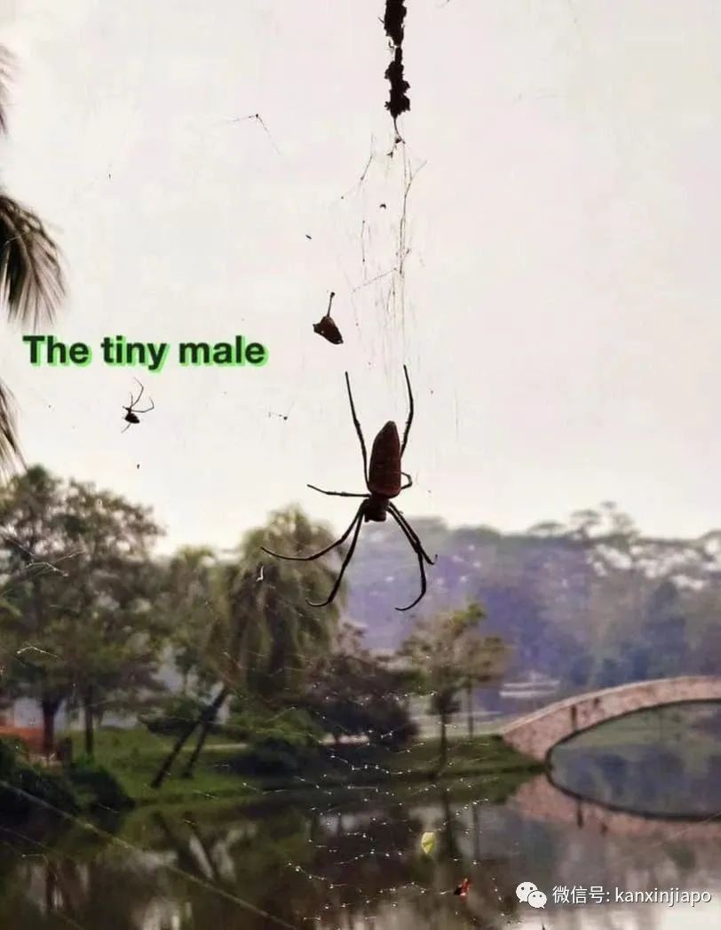 比手掌還大!新加坡鄰裏驚現巨型蜘蛛