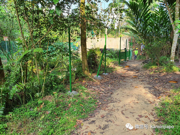 新加坡网红“瀑布”装上围栏，自然公园不再“自然”