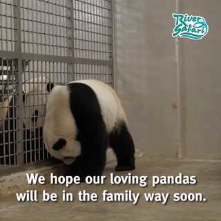 新加坡两只大熊猫九年第七次繁殖！会否成功，就看今晚……
