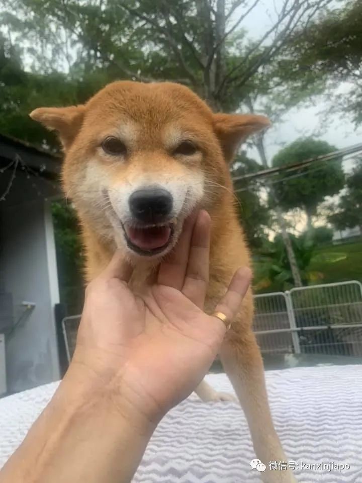 新加坡8只柴犬等待愛心主人前來領養,注意資格