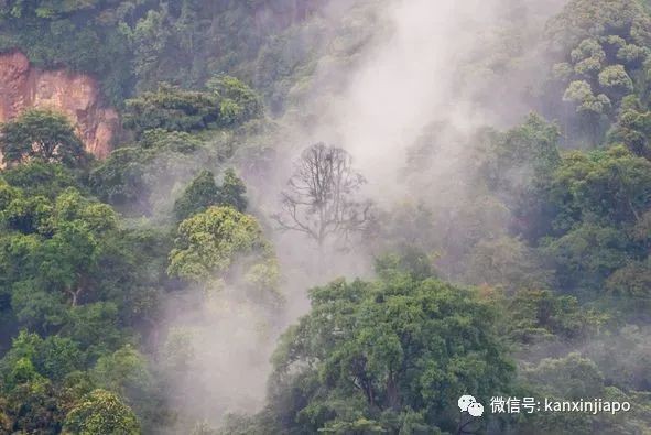 人間仙境！霧氣掩蓋163.63米的武吉知馬山，好夢幻~